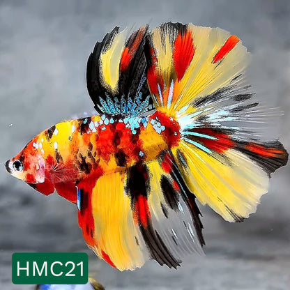 Multicolor Halfmoon Male Betta Fish | High Grade | Order Directly From Farm |  You Pick Fish |