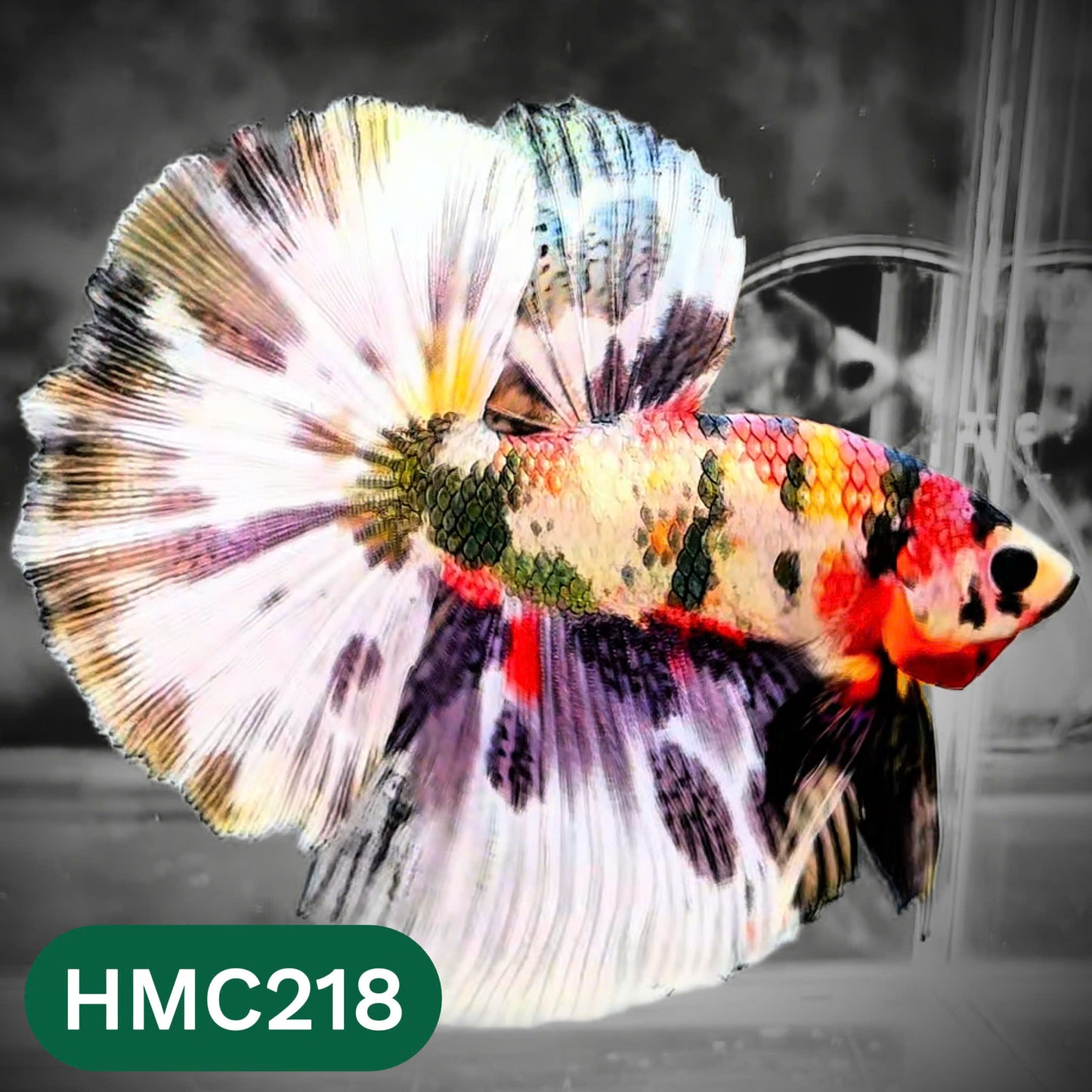 Multicolor Halfmoon Male Betta Fish | Order Directly From Farm | You Pick Fish
