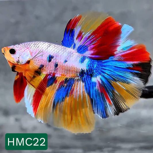 Multicolor Halfmoon Male Betta Fish | High Grade | Order Directly From Farm |  You Pick Fish |