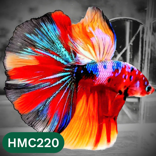 Multicolor Halfmoon Male Betta Fish | Order Directly From Farm | You Pick Fish
