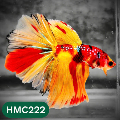 Multicolor Halfmoon Male Betta Fish | Order Directly From Farm | You Pick Fish