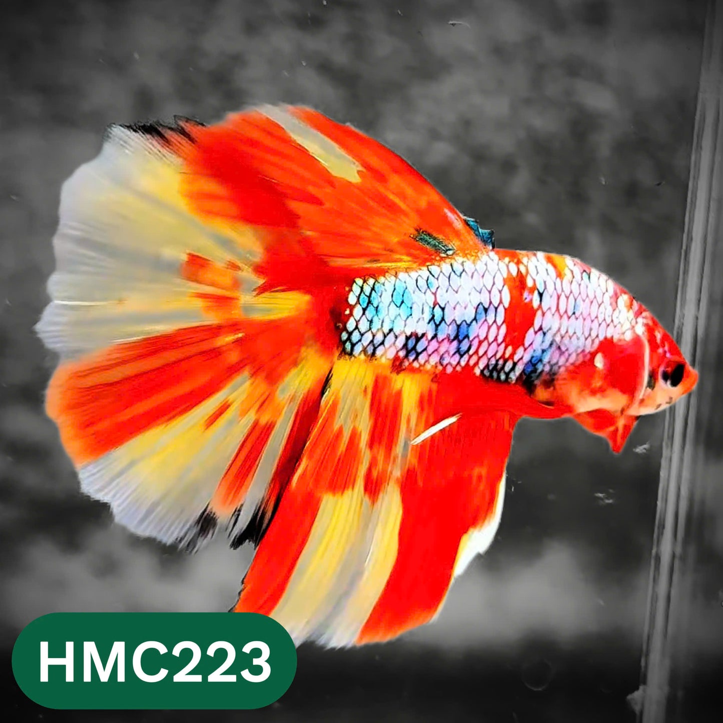 Multicolor Halfmoon Male Betta Fish | Order Directly From Farm | You Pick Fish