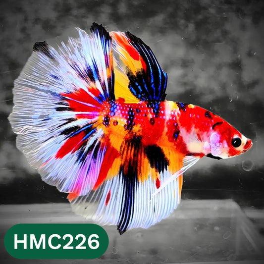 Multicolor Halfmoon Male Betta Fish | Order Directly From Farm | You Pick Fish