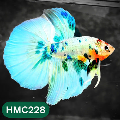 Multicolor Halfmoon Male Betta Fish | Order Directly From Farm | You Pick Fish