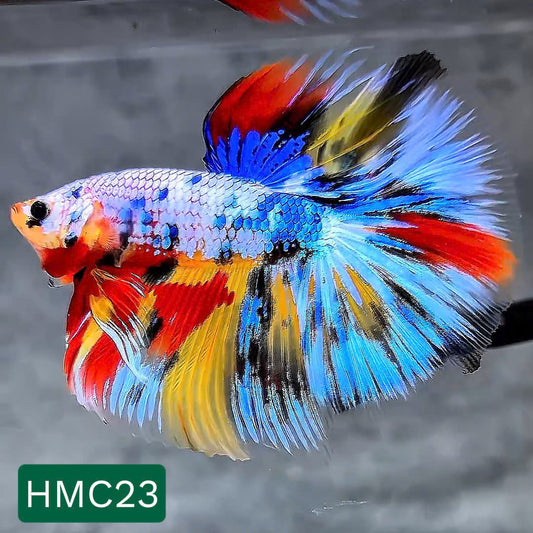 Multicolor Halfmoon Male Betta Fish | High Grade | Order Directly From Farm |  You Pick Fish |