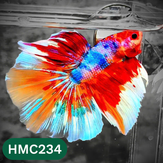Multicolor Halfmoon Male Betta Fish | Order Directly From Farm | You Pick Fish