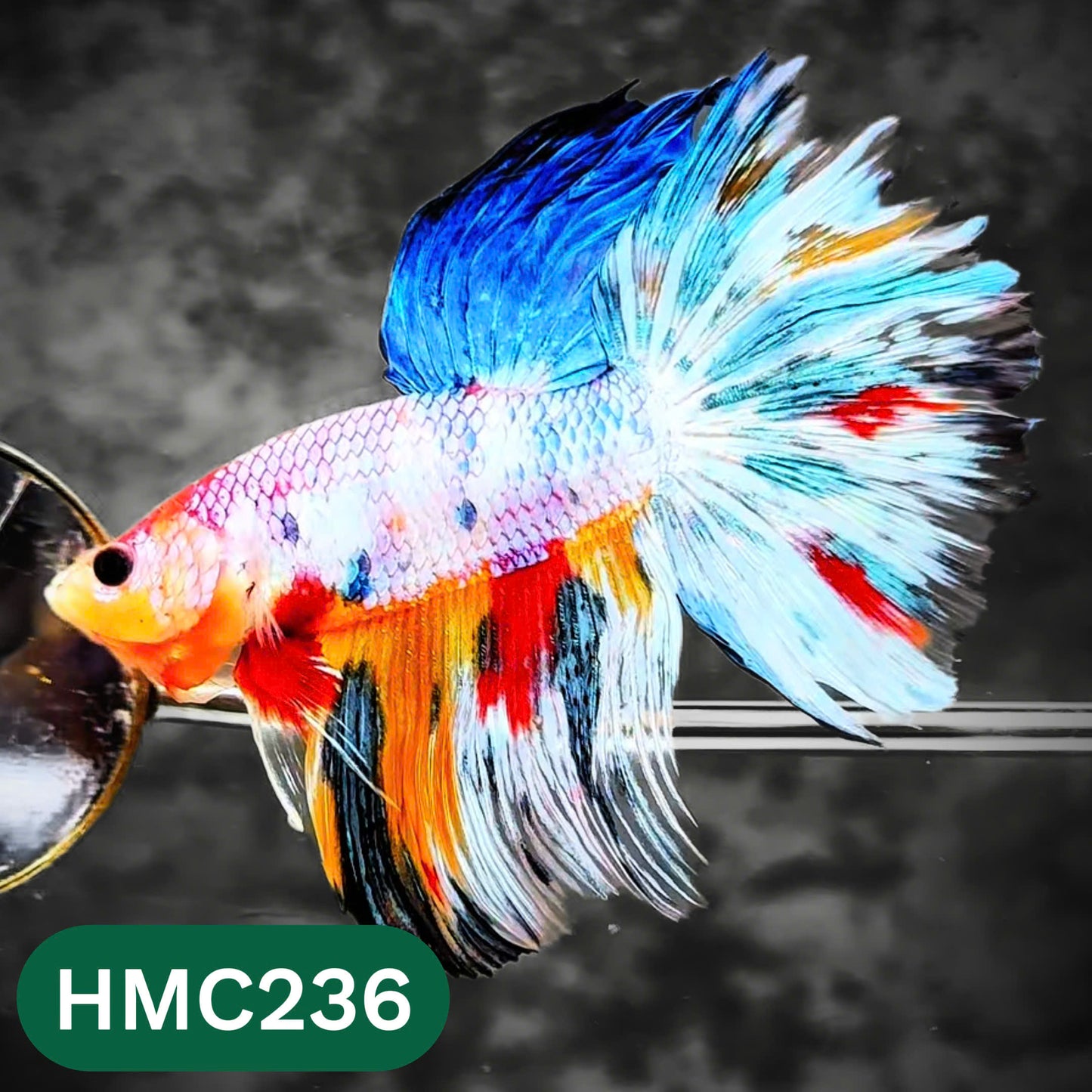 Multicolor Halfmoon Male Betta Fish | Order Directly From Farm | You Pick Fish