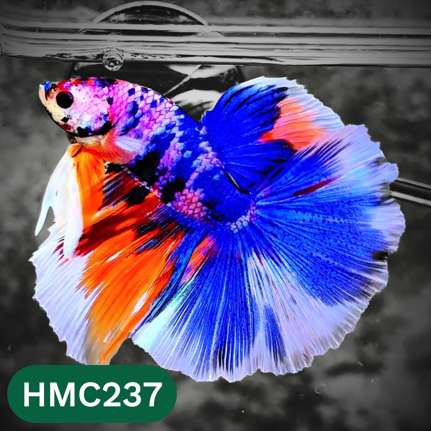 Multicolor Halfmoon Male Betta Fish | Order Directly From Farm | You Pick Fish