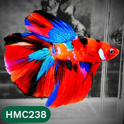 Multicolor Halfmoon Male Betta Fish | Order Directly From Farm | You Pick Fish