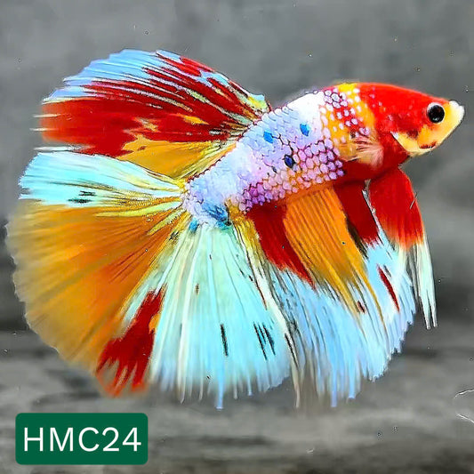 Multicolor Halfmoon Male Betta Fish | High Grade | Order Directly From Farm |  You Pick Fish |