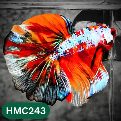 Multicolor Halfmoon Male Betta Fish | Order Directly From Farm | You Pick Fish