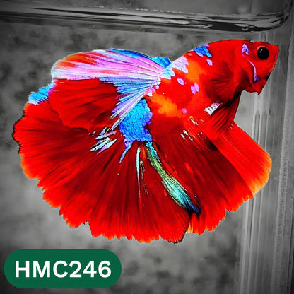 Multicolor Halfmoon Male Betta Fish | Order Directly From Farm | You Pick Fish