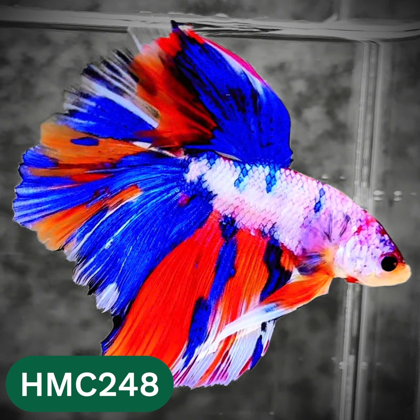 Multicolor Halfmoon Male Betta Fish | Order Directly From Farm | You Pick Fish