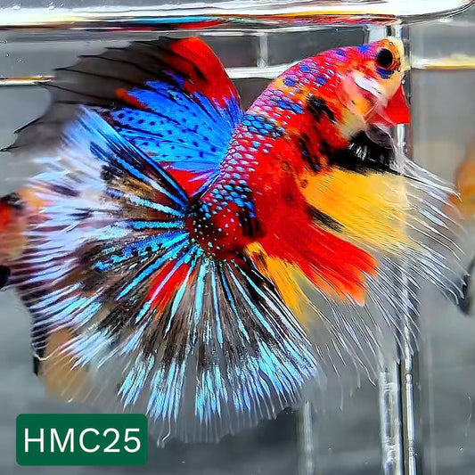 Multicolor Halfmoon Male Betta Fish | High Grade | Order Directly From Farm |  You Pick Fish |