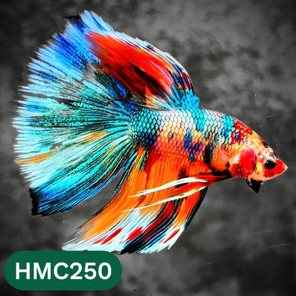 Multicolor Halfmoon Male Betta Fish | Order Directly From Farm | You Pick Fish