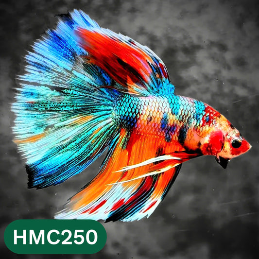 Multicolor Halfmoon Male Betta Fish | Order Directly From Farm | You Pick Fish