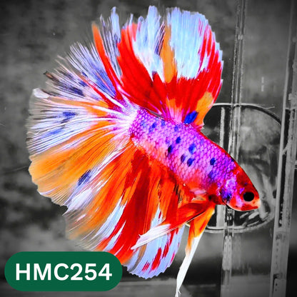 Multicolor Halfmoon Male Betta Fish | Order Directly From Farm | You Pick Fish