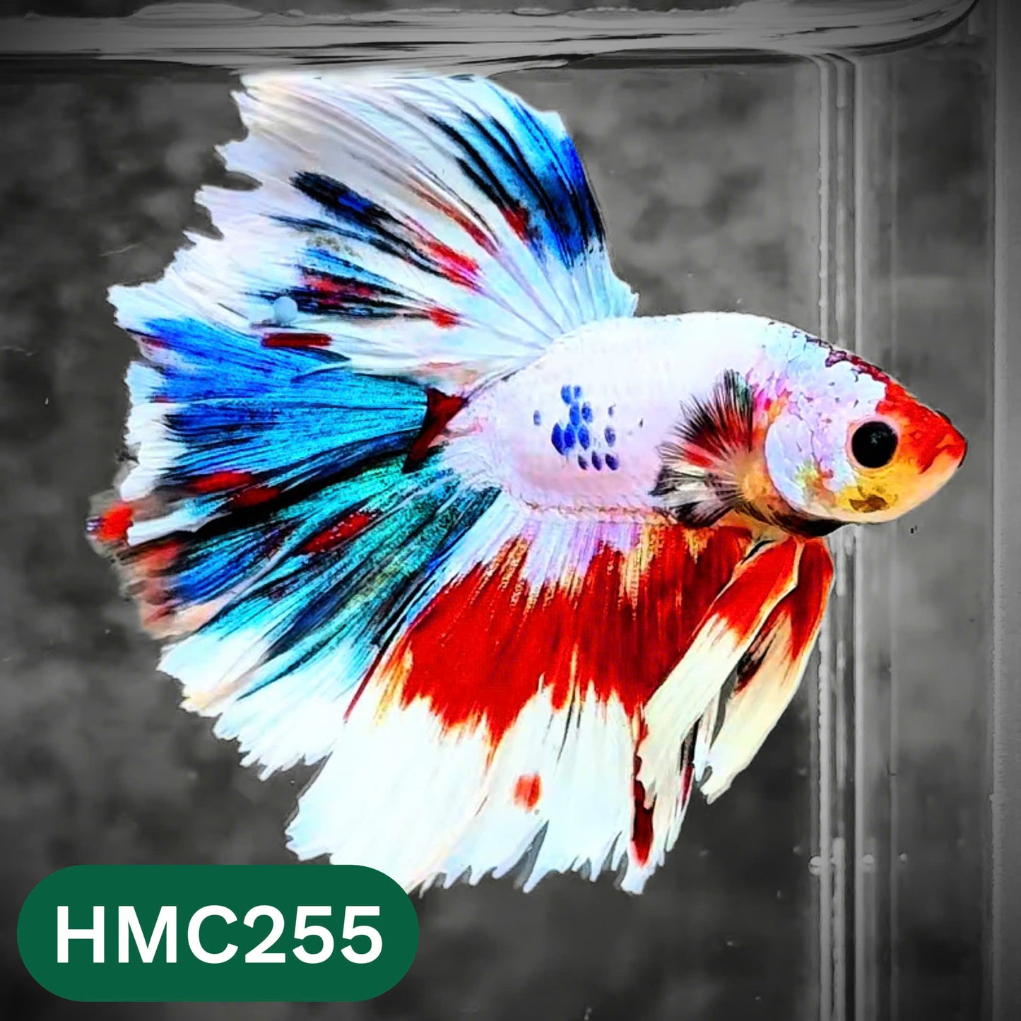 Multicolor Halfmoon Male Betta Fish | Order Directly From Farm | You Pick Fish