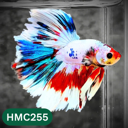 Multicolor Halfmoon Male Betta Fish | Order Directly From Farm | You Pick Fish