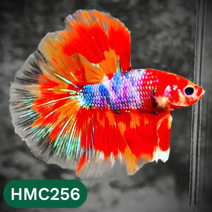 Multicolor Halfmoon Male Betta Fish | Order Directly From Farm | You Pick Fish