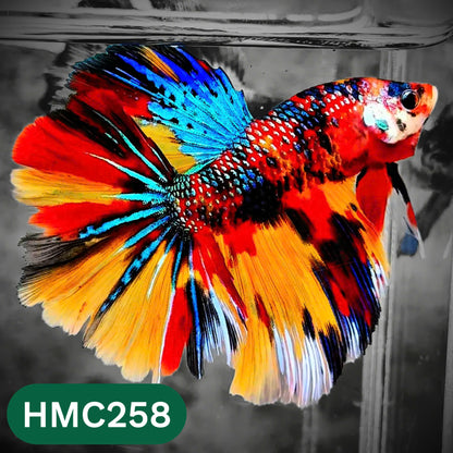 Multicolor Halfmoon Male Betta Fish | Order Directly From Farm | You Pick Fish