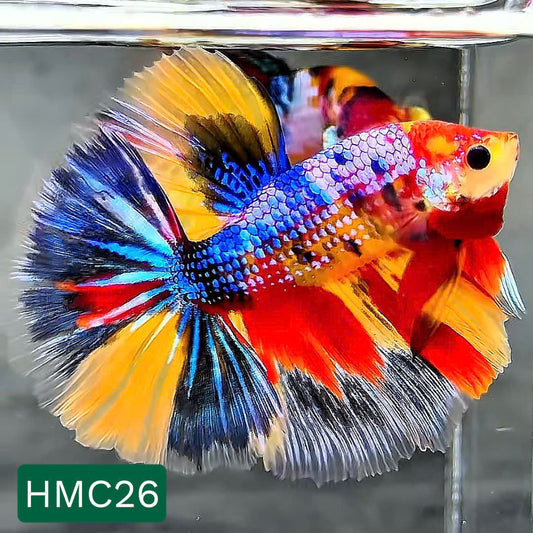 Multicolor Halfmoon Male Betta Fish | High Grade | Order Directly From Farm |  You Pick Fish |