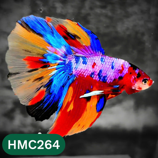Multicolor Halfmoon Male Betta Fish | Order Directly From Farm | You Pick Fish