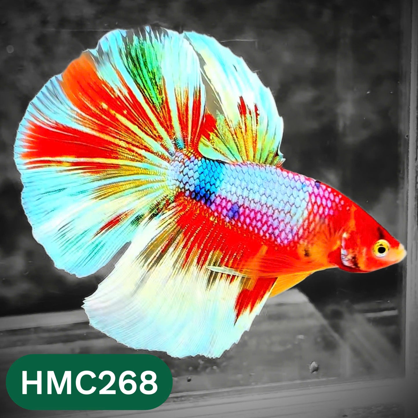 Multicolor Halfmoon Male Betta Fish | Order Directly From Farm | You Pick Fish
