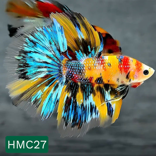 Multicolor Halfmoon Male Betta Fish | High Grade | Order Directly From Farm |  You Pick Fish |