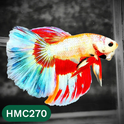 Multicolor Halfmoon Male Betta Fish | Order Directly From Farm | You Pick Fish