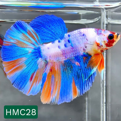 Multicolor Halfmoon Male Betta Fish | High Grade | Order Directly From Farm |  You Pick Fish |