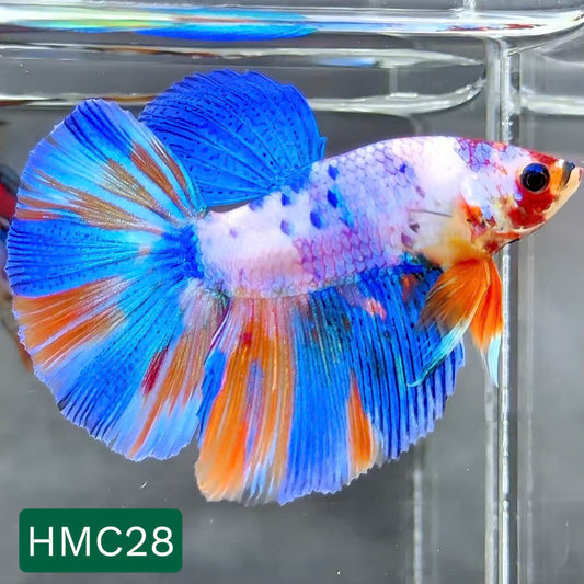 Multicolor Halfmoon Male Betta Fish | High Grade | Order Directly From Farm |  You Pick Fish |