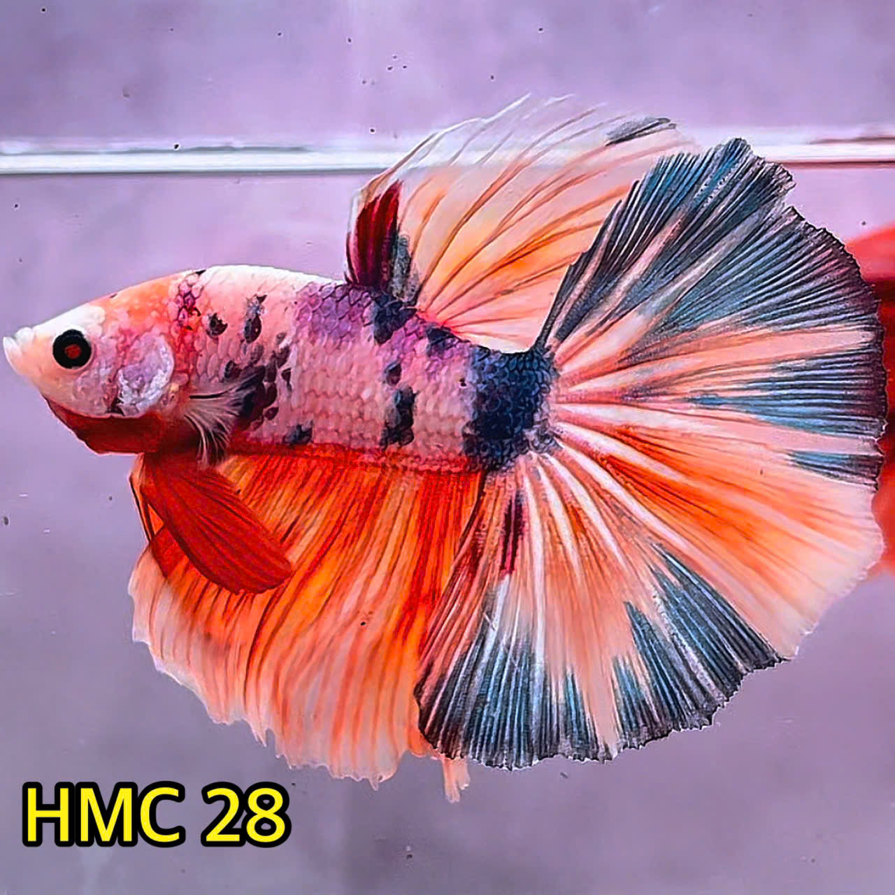 Multicolor Halfmoon Male Betta Fish | Order Directly From Farm | You Pick Fish