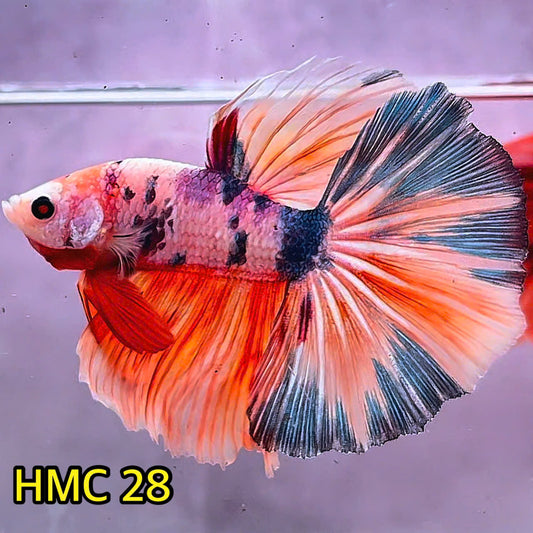 Multicolor Halfmoon Male Betta Fish | Order Directly From Farm | You Pick Fish