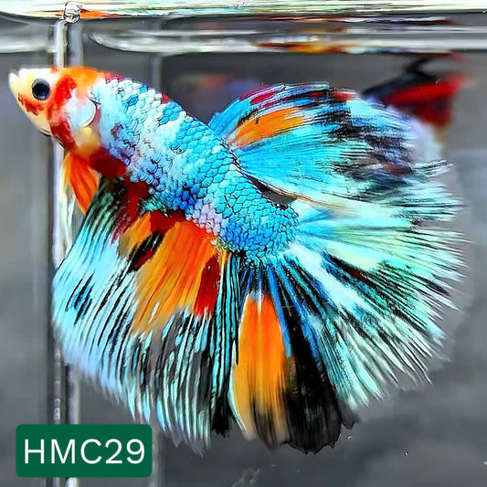 Multicolor Halfmoon Male Betta Fish | High Grade | Order Directly From Farm |  You Pick Fish |
