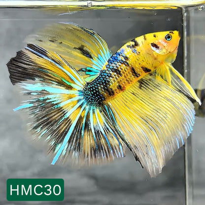 Multicolor Halfmoon Male Betta Fish | High Grade | Order Directly From Farm |  You Pick Fish |