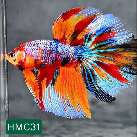 Multicolor Halfmoon Male Betta Fish | High Grade | Order Directly From Farm |  You Pick Fish |
