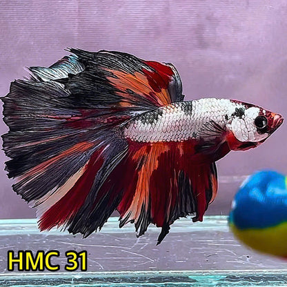 Multicolor Halfmoon Male Betta Fish | Order Directly From Farm | You Pick Fish