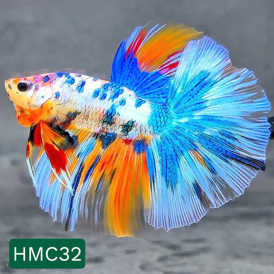 Multicolor Halfmoon Male Betta Fish | High Grade | Order Directly From Farm |  You Pick Fish |