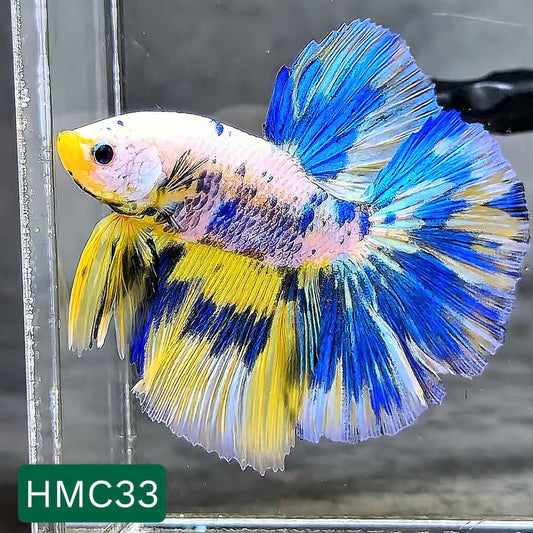 Multicolor Halfmoon Male Betta Fish | High Grade | Order Directly From Farm |  You Pick Fish |