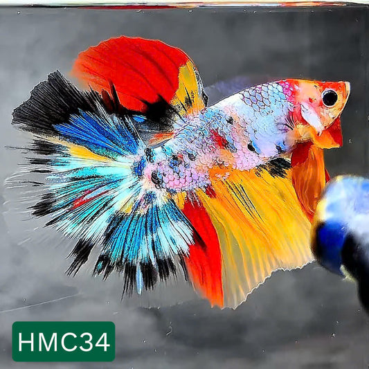 Multicolor Halfmoon Male Betta Fish | High Grade | Order Directly From Farm |  You Pick Fish |