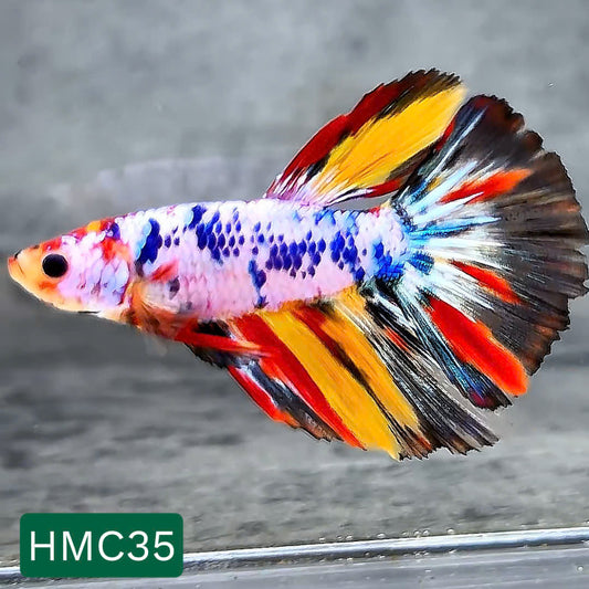Multicolor Halfmoon Male Betta Fish | High Grade | Order Directly From Farm |  You Pick Fish |