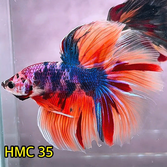 Multicolor Halfmoon Male Betta Fish | Order Directly From Farm | You Pick Fish