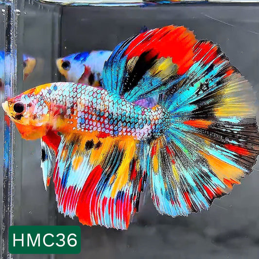 Multicolor Halfmoon Male Betta Fish | High Grade | Order Directly From Farm |  You Pick Fish |
