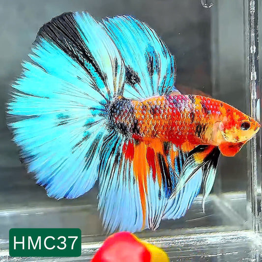Multicolor Halfmoon Male Betta Fish | High Grade | Order Directly From Farm |  You Pick Fish |