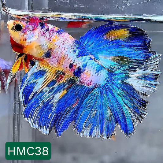 Multicolor Halfmoon Male Betta Fish | High Grade | Order Directly From Farm |  You Pick Fish |