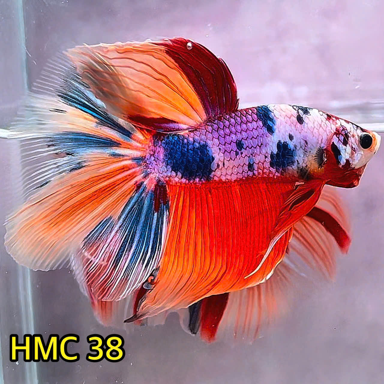 Multicolor Halfmoon Male Betta Fish | Order Directly From Farm | You Pick Fish