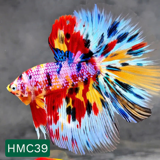 Multicolor Halfmoon Male Betta Fish | High Grade | Order Directly From Farm |  You Pick Fish |