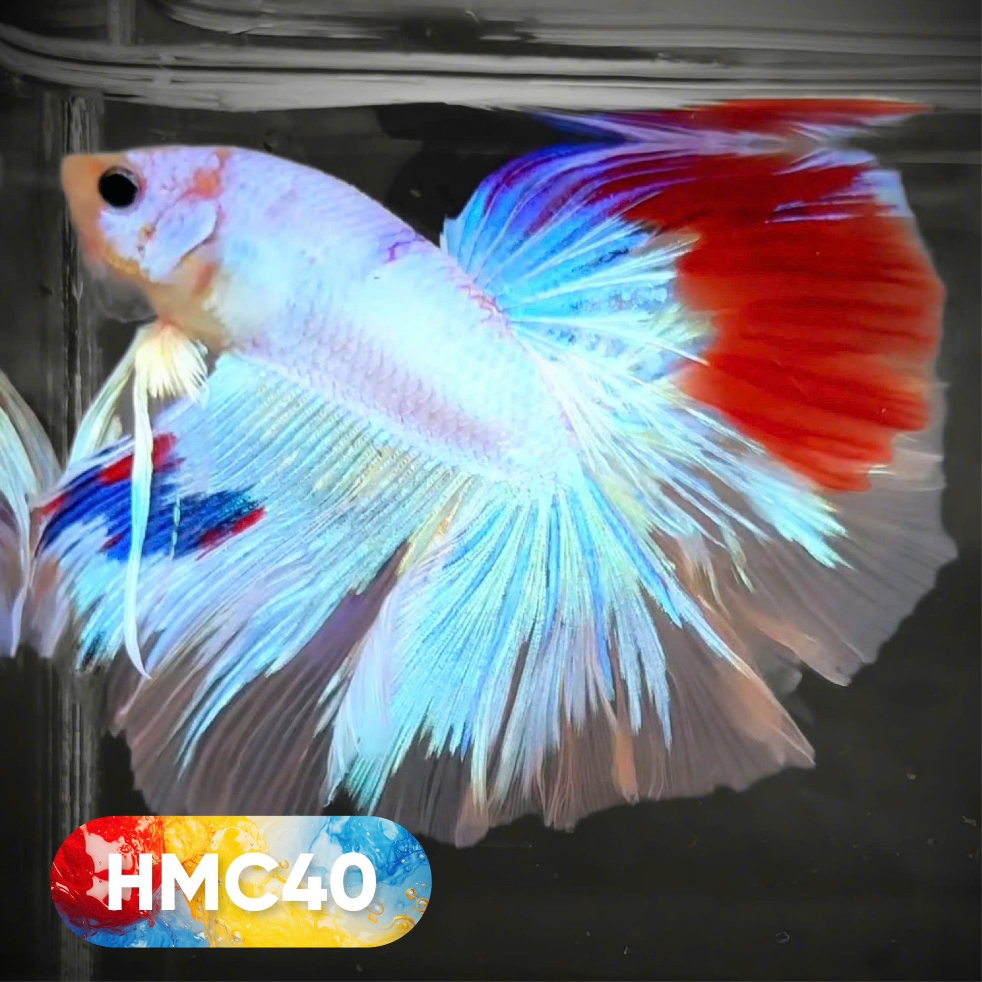 Koi Halfmoon Male Betta Fish