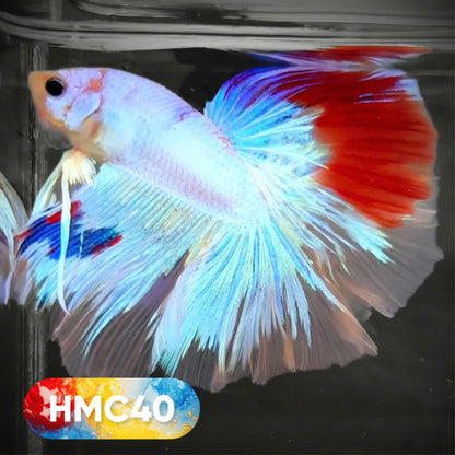 Koi Halfmoon Male Betta Fish